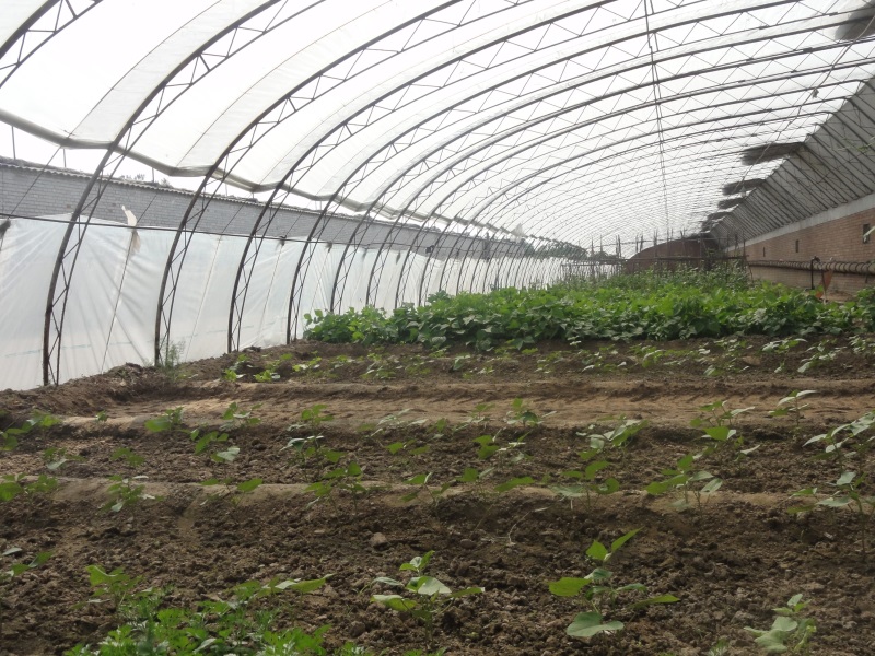 绿化公司建立绿色蔬菜基地.jpg